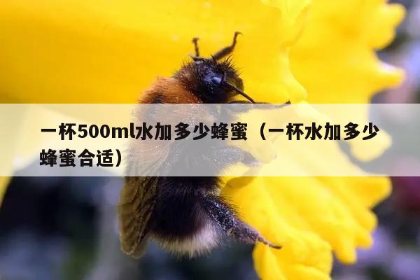 一杯500ml水加多少蜂蜜（一杯水加多少蜂蜜合适）