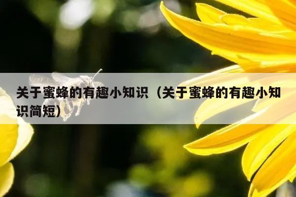 关于蜜蜂的有趣小知识（关于蜜蜂的有趣小知识简短）