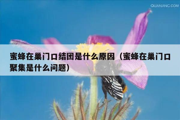 蜜蜂在巢门口结团是什么原因（蜜蜂在巢门口聚集是什么问题）