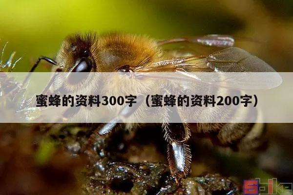 蜜蜂的资料300字（蜜蜂的资料200字）