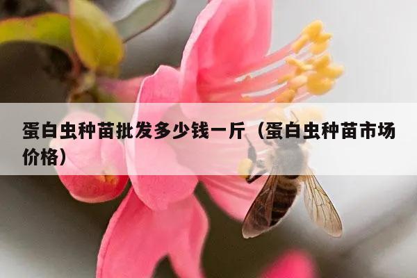 蛋白虫种苗批发多少钱一斤（蛋白虫种苗市场价格）