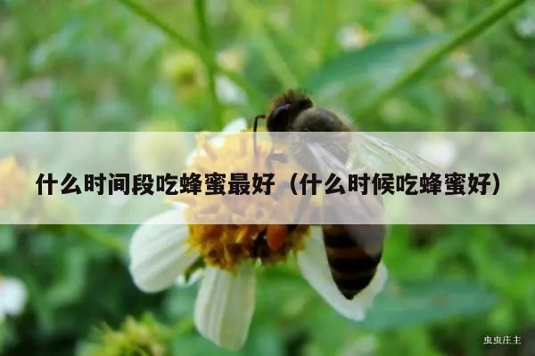 什么时间段吃蜂蜜最好（什么时候吃蜂蜜好）