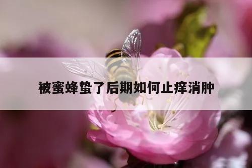 被蜜蜂蛰了后期如何止痒消肿