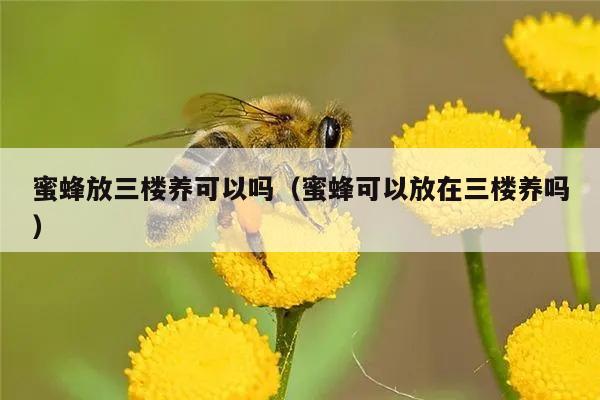 蜜蜂放三楼养可以吗（蜜蜂可以放在三楼养吗）