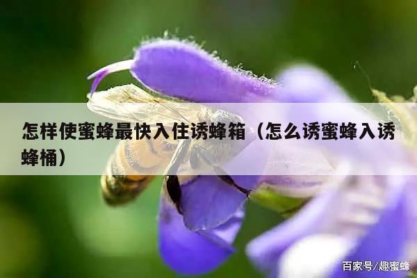 怎样使蜜蜂最快入住诱蜂箱（怎么诱蜜蜂入诱蜂桶）