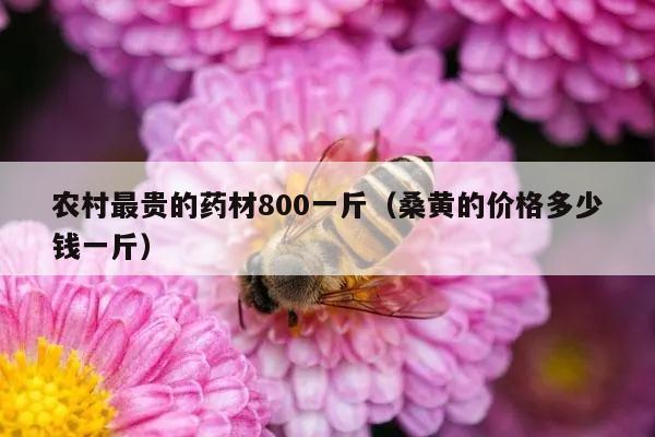 农村最贵的药材800一斤（桑黄的价格多少钱一斤）