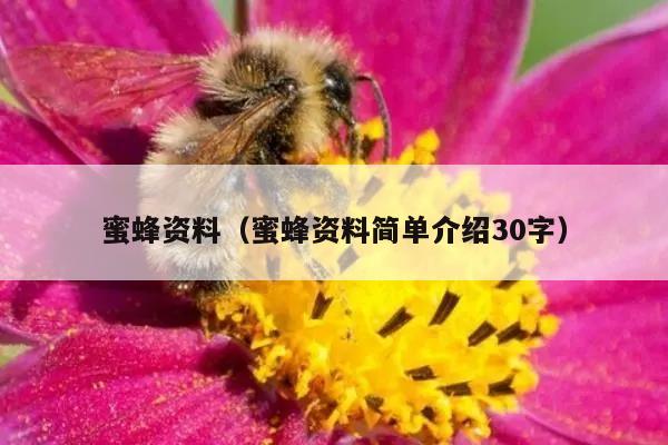 蜜蜂资料（蜜蜂资料简单介绍30字）