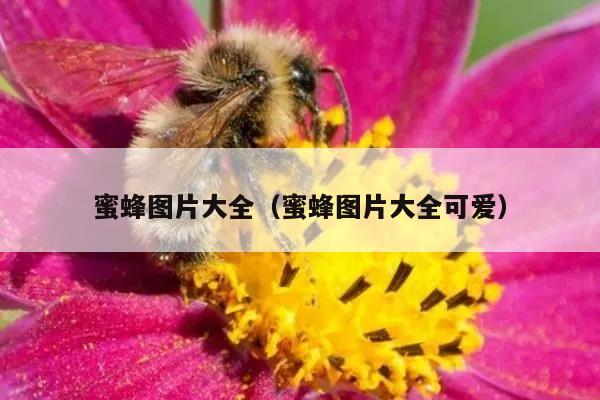 蜜蜂图片大全（蜜蜂图片大全可爱）