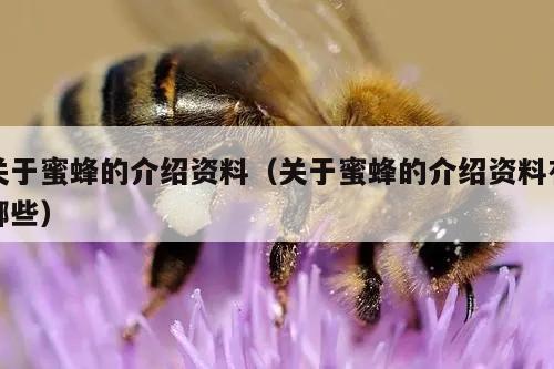 关于蜜蜂的介绍资料（关于蜜蜂的介绍资料有哪些）