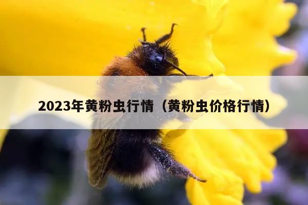 2023年黄粉虫行情（黄粉虫价格行情）