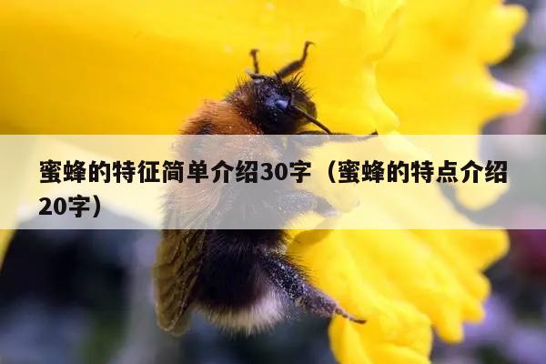 蜜蜂的特征简单介绍30字（蜜蜂的特点介绍20字）