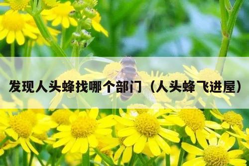 发现人头蜂找哪个部门（人头蜂飞进屋）