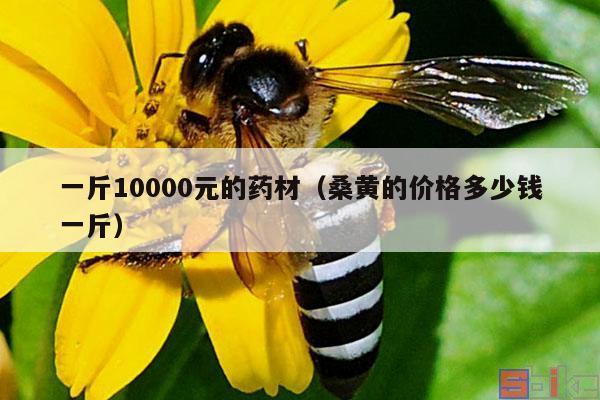 一斤10000元的药材（桑黄的价格多少钱一斤）