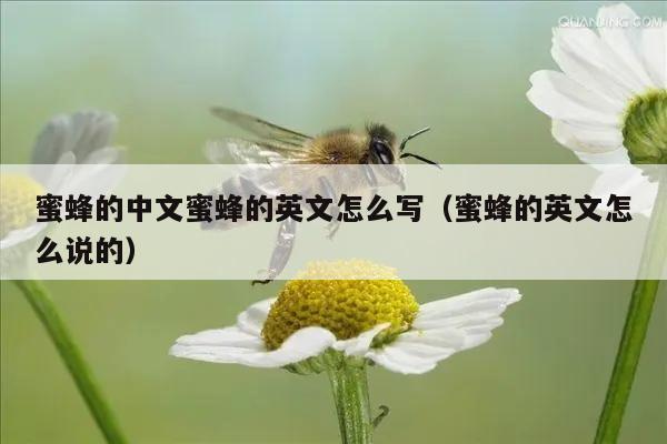 蜜蜂的中文蜜蜂的英文怎么写（蜜蜂的英文怎么说的）