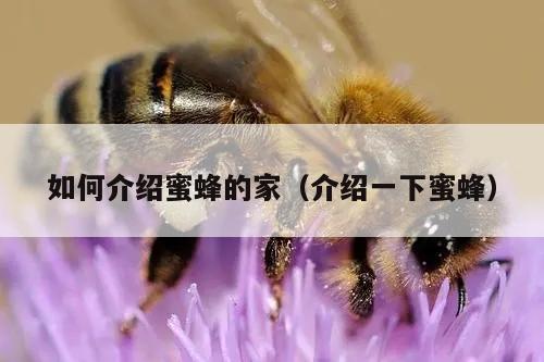 如何介绍蜜蜂的家（介绍一下蜜蜂）