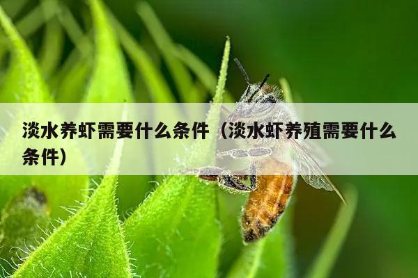 淡水养虾需要什么条件（淡水虾养殖需要什么条件）