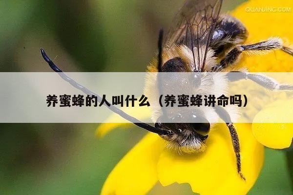 养蜜蜂的人叫什么（养蜜蜂讲命吗）