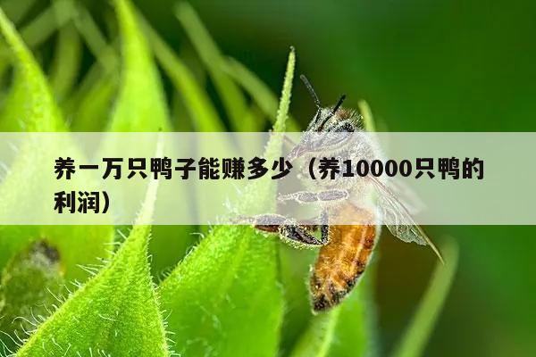 养一万只鸭子能赚多少（养10000只鸭的利润）