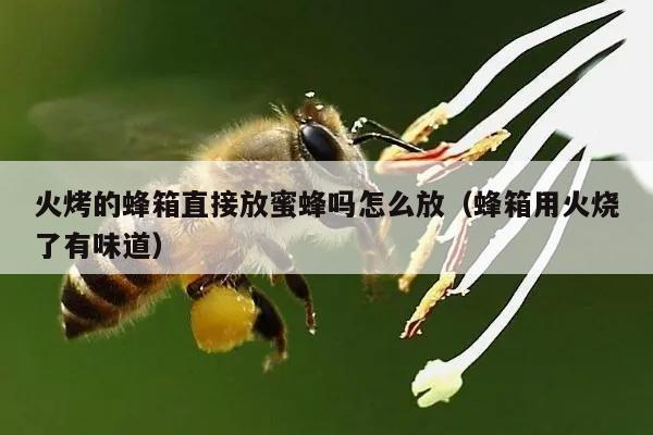 火烤的蜂箱直接放蜜蜂吗怎么放（蜂箱用火烧了有味道）