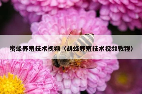 蜜蜂养殖技术视频（胡蜂养殖技术视频教程）