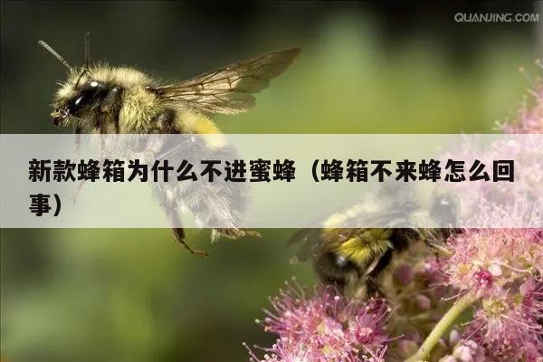 新款蜂箱为什么不进蜜蜂（蜂箱不来蜂怎么回事）