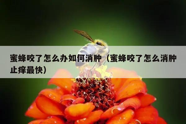 蜜蜂咬了怎么办如何消肿（蜜蜂咬了怎么消肿止痒最快）