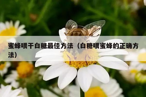 蜜蜂喂干白糖最佳方法（白糖喂蜜蜂的正确方法）