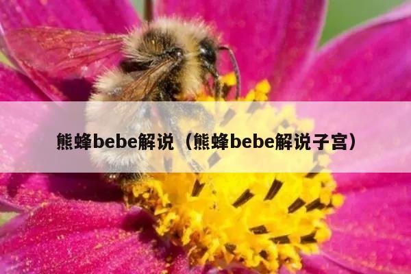 熊蜂bebe解说（熊蜂bebe解说子宫）