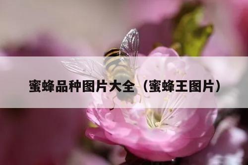 蜜蜂品种图片大全（蜜蜂王图片）