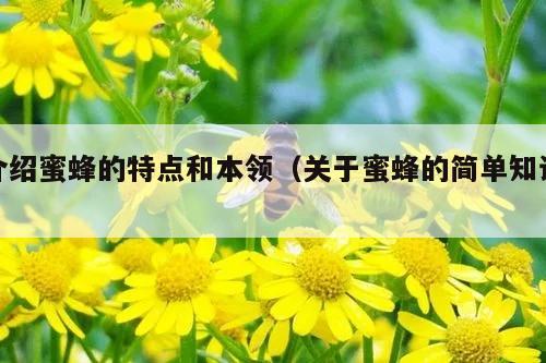 介绍蜜蜂的特点和本领（关于蜜蜂的简单知识）