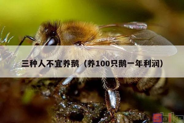 三种人不宜养鹅（养100只鹅一年利润）