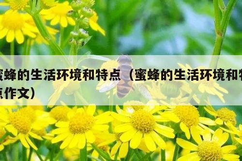 蜜蜂的生活环境和特点（蜜蜂的生活环境和特点作文）