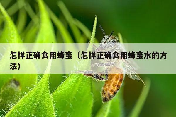 怎样正确食用蜂蜜（怎样正确食用蜂蜜水的方法）