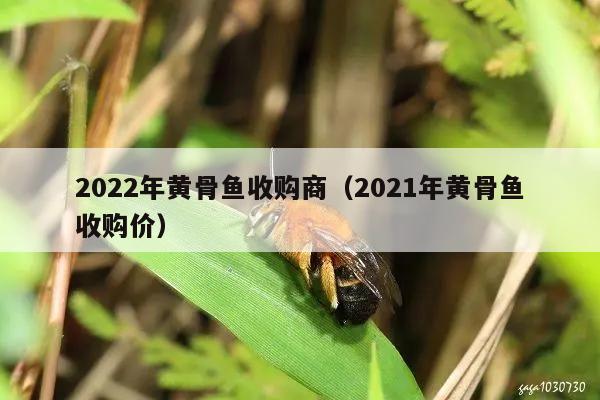 2022年黄骨鱼收购商（2021年黄骨鱼收购价）