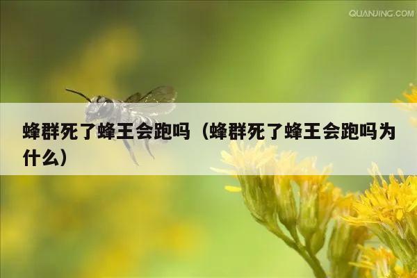 蜂群死了蜂王会跑吗（蜂群死了蜂王会跑吗为什么）