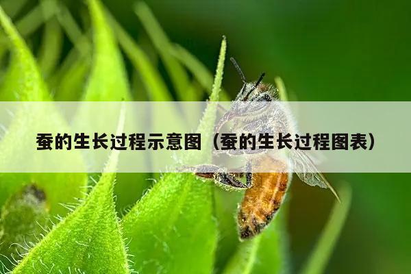 蚕的生长过程示意图（蚕的生长过程图表）