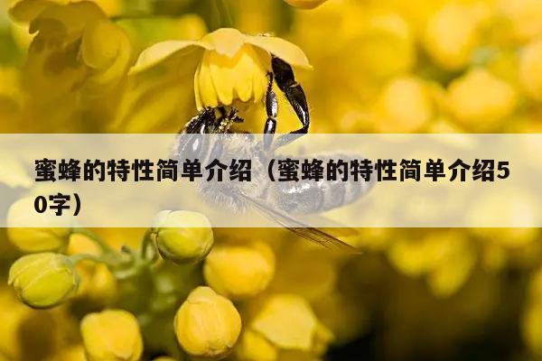 蜜蜂的特性简单介绍（蜜蜂的特性简单介绍50字）