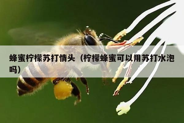 蜂蜜柠檬苏打情头（柠檬蜂蜜可以用苏打水泡吗）