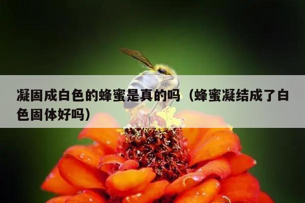 凝固成白色的蜂蜜是真的吗（蜂蜜凝结成了白色固体好吗）