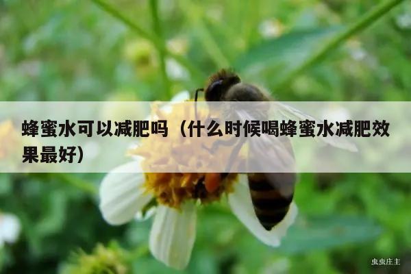 蜂蜜水可以减肥吗（什么时候喝蜂蜜水减肥效果最好）