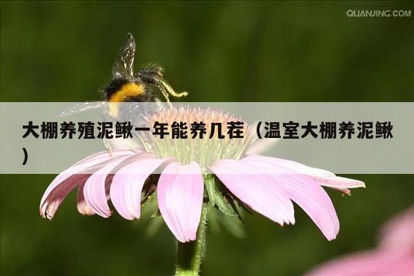 大棚养殖泥鳅一年能养几茬（温室大棚养泥鳅）