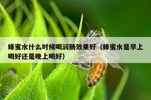 蜂蜜水什么时候喝润肠效果好（蜂蜜水是早上喝好还是晚上喝好）