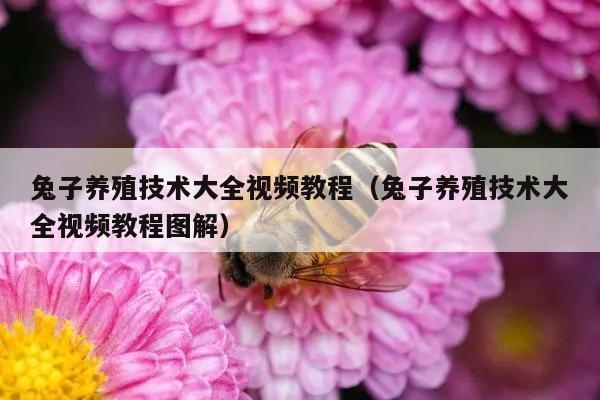 兔子养殖技术大全视频教程（兔子养殖技术大全视频教程图解）