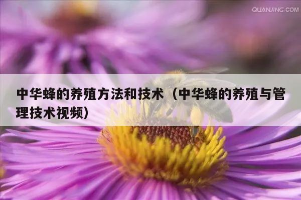 中华蜂的养殖方法和技术（中华蜂的养殖与管理技术视频）