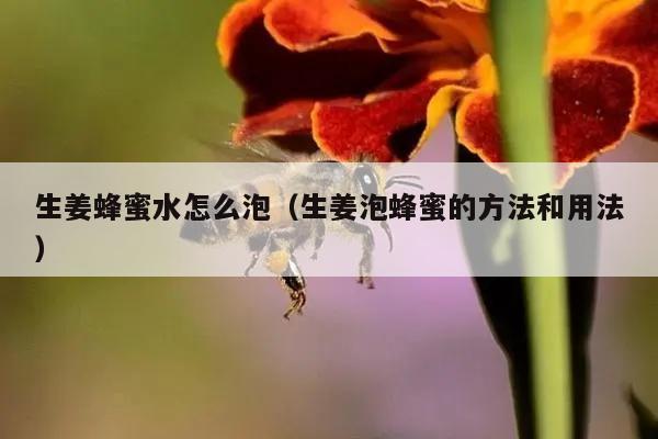 生姜蜂蜜水怎么泡（生姜泡蜂蜜的方法和用法）