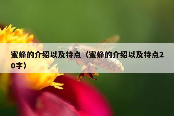 蜜蜂的介绍以及特点（蜜蜂的介绍以及特点20字）