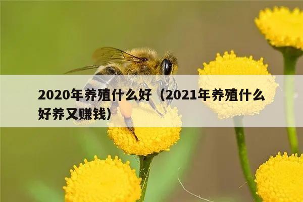 2020年养殖什么好（2021年养殖什么好养又赚钱）