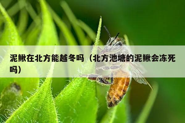 泥鳅在北方能越冬吗（北方池塘的泥鳅会冻死吗）