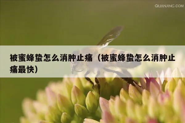 被蜜蜂蛰怎么消肿止痛（被蜜蜂蛰怎么消肿止痛最快）