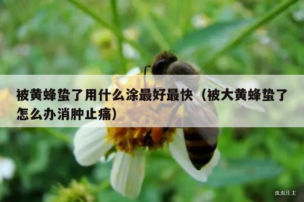 被黄蜂蛰了用什么涂最好最快（被大黄蜂蛰了怎么办消肿止痛）